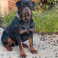 Rottweiler Monta