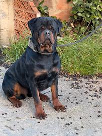 Rottweiler Monta