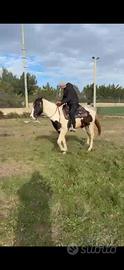 Cavallo