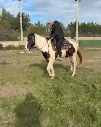 Cavallo