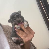 Chihuahua toy piccolo
