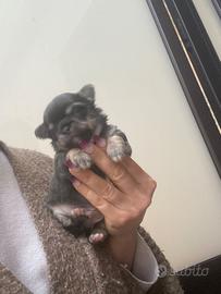 Chihuahua toy piccolo