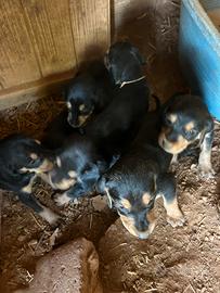 Segugio Italiano cuccioli esclusivi disponibili