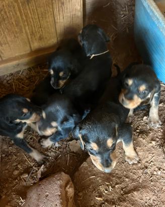 Segugio Italiano cuccioli esclusivi disponibili