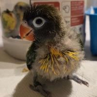 Pullo inseparabile personata mascherato