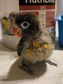 Pullo inseparabile personata mascherato