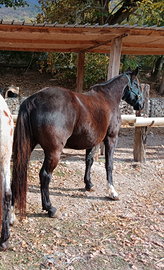 Cavallo castrone