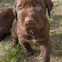 Cuccioli da tartufo Restone