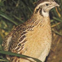 Quaglie da volo 2025