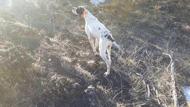 Pointer pronto caccia