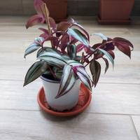 Pianta di Tradescantia