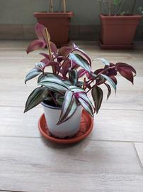 Pianta di Tradescantia