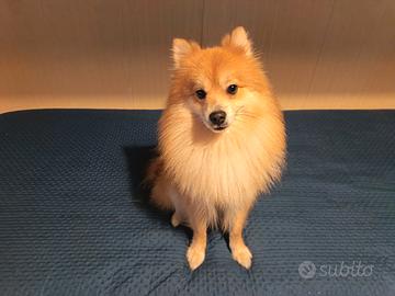 Spitz tedesco pomerania