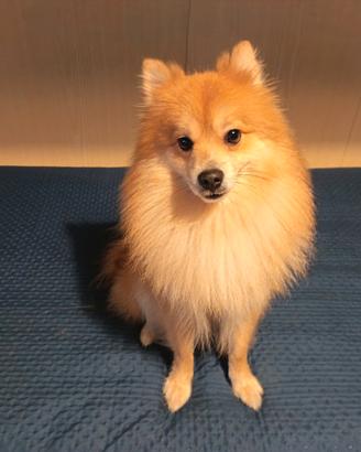 Spitz tedesco pomerania