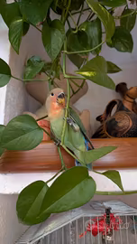 Parrocchetti Inseparabili ALLEVATI A MANO