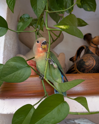 Parrocchetti Inseparabili ALLEVATI A MANO