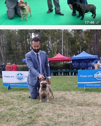 Bouldogue francese