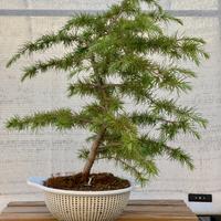 Bonsai di Cedro dell’Himalaya (Cedrus deodara)
