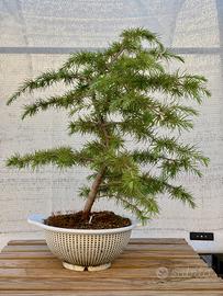 Bonsai di Cedro dell’Himalaya (Cedrus deodara)