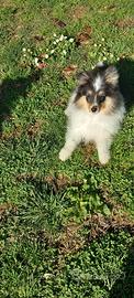 Pastore shetland il piccolo lassie