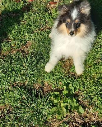 Pastore shetland il piccolo lassie