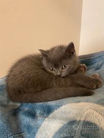 Cucciolo di British Shorthair