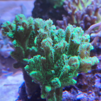 Coralli frag acquario marino