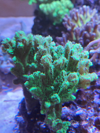 Coralli frag acquario marino