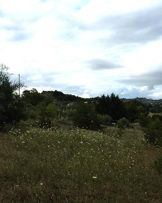 Terreno Agricolo 2 particelle Contrad.Giannittello