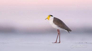 Pavoncelle caruncolate