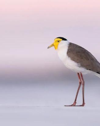 Pavoncelle caruncolate