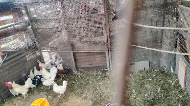 Galline americane