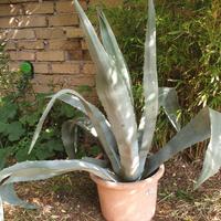 agave grande pianta 120cm.