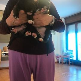 Cuccioli almstaff pitbull