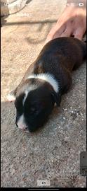Disponibili 2 cucciole femmine di Pitbull