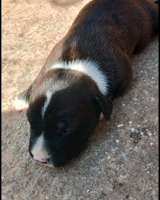 Disponibili 2 cucciole femmine di Pitbull