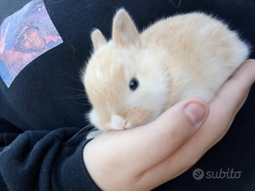 Conigli testa di leone