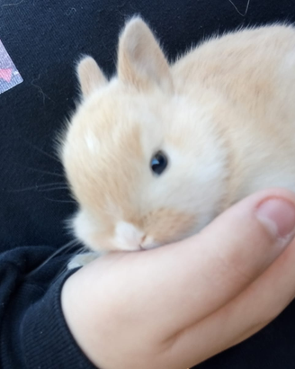 Conigli testa di leone