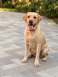 Labrador pedigree
