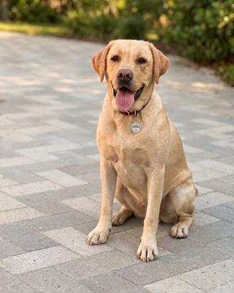 Labrador pedigree