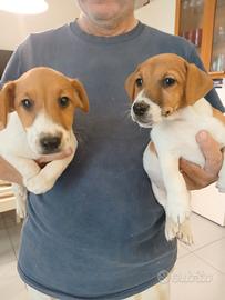 Cuccioli di jack russell con pedigree