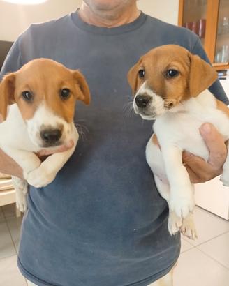 Cuccioli di jack russell con pedigree