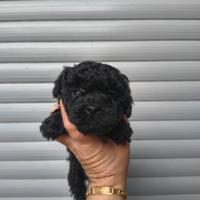 Barboncino mini toy nero femminuccia