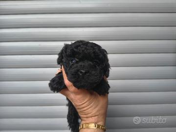 Barboncino mini toy nero femminuccia