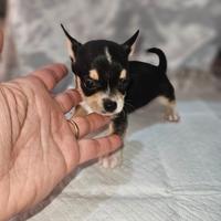 Chihuahua nano m
