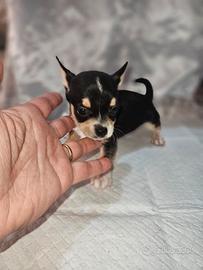 Chihuahua nano m