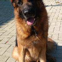 Pastore Tedesco maschio