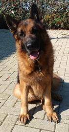 Pastore Tedesco maschio