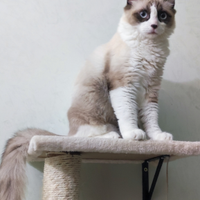 Gatto Sacro di Birmania