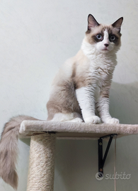 Gatto Sacro di Birmania